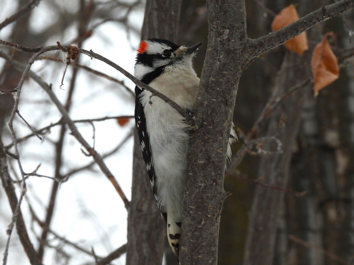 Downy Woodpecker - ML646422758