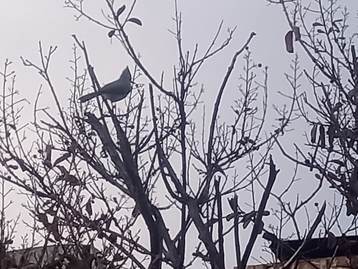 Tufted x Black-crested Titmouse (hybrid) - ML646422759