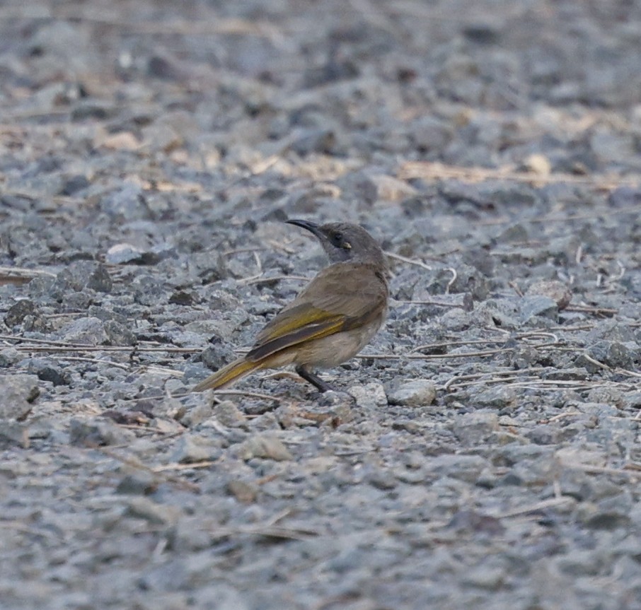 Brown Honeyeater - ML646422760