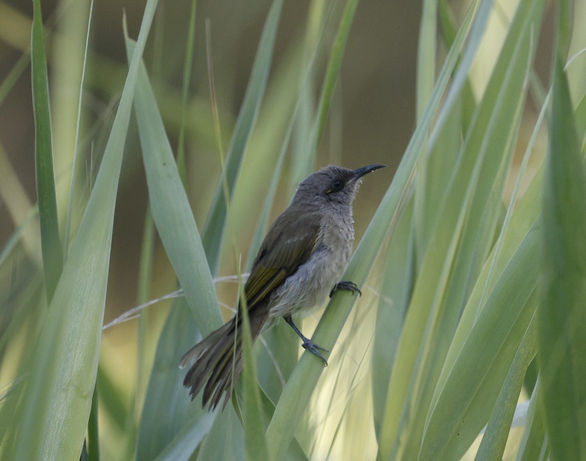 Brown Honeyeater - ML646422761