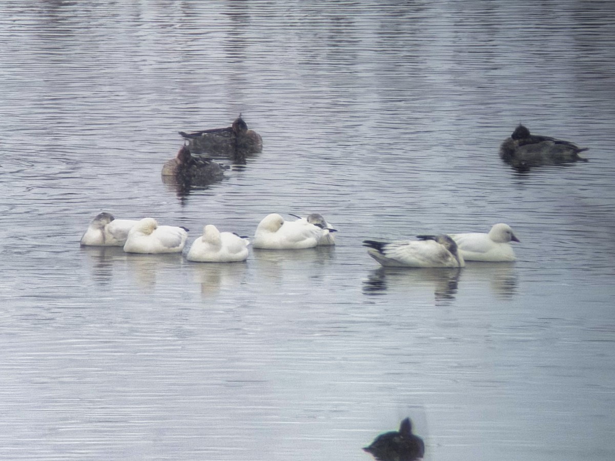 Ross's Goose - ML646422762