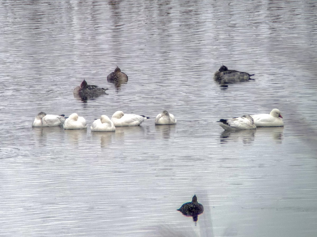 Ross's Goose - ML646422763