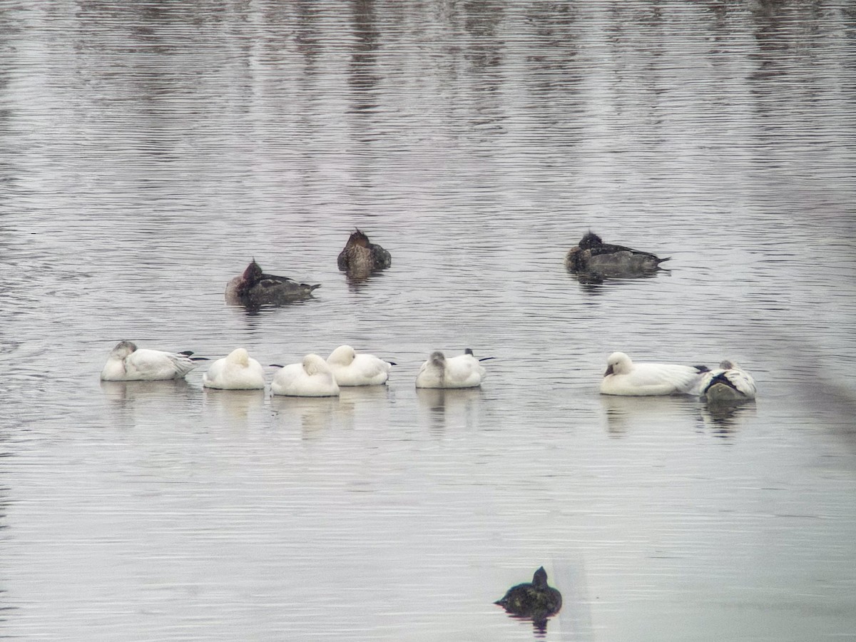 Ross's Goose - ML646422764