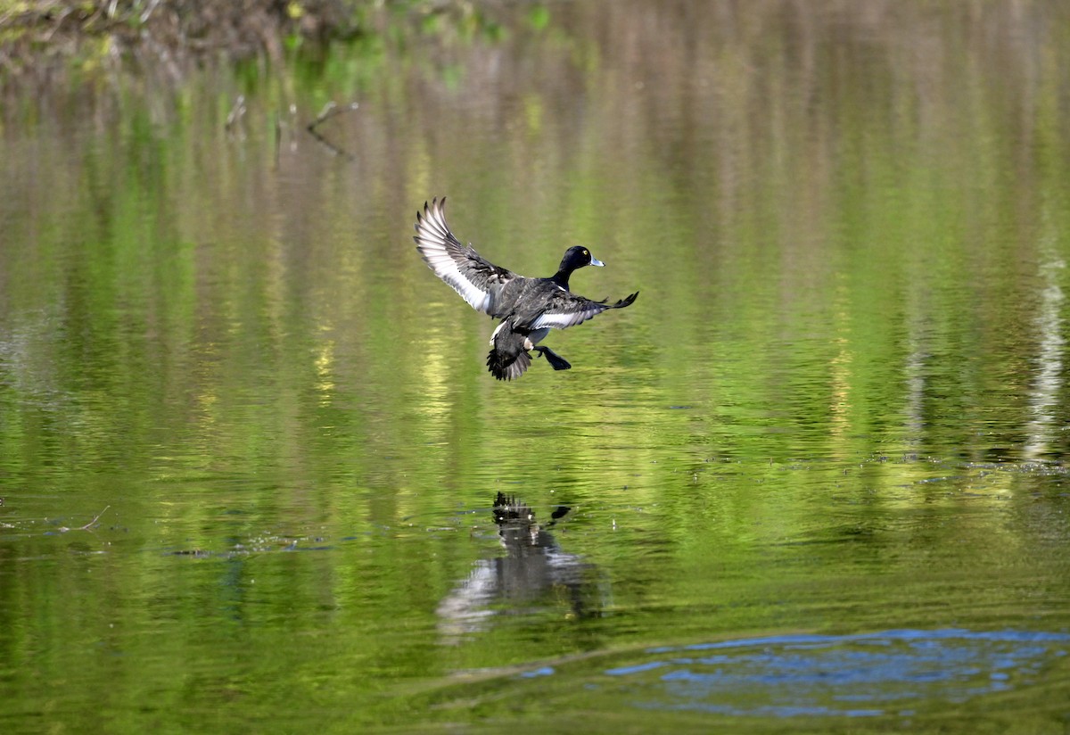 Ring-necked Duck - ML646422767