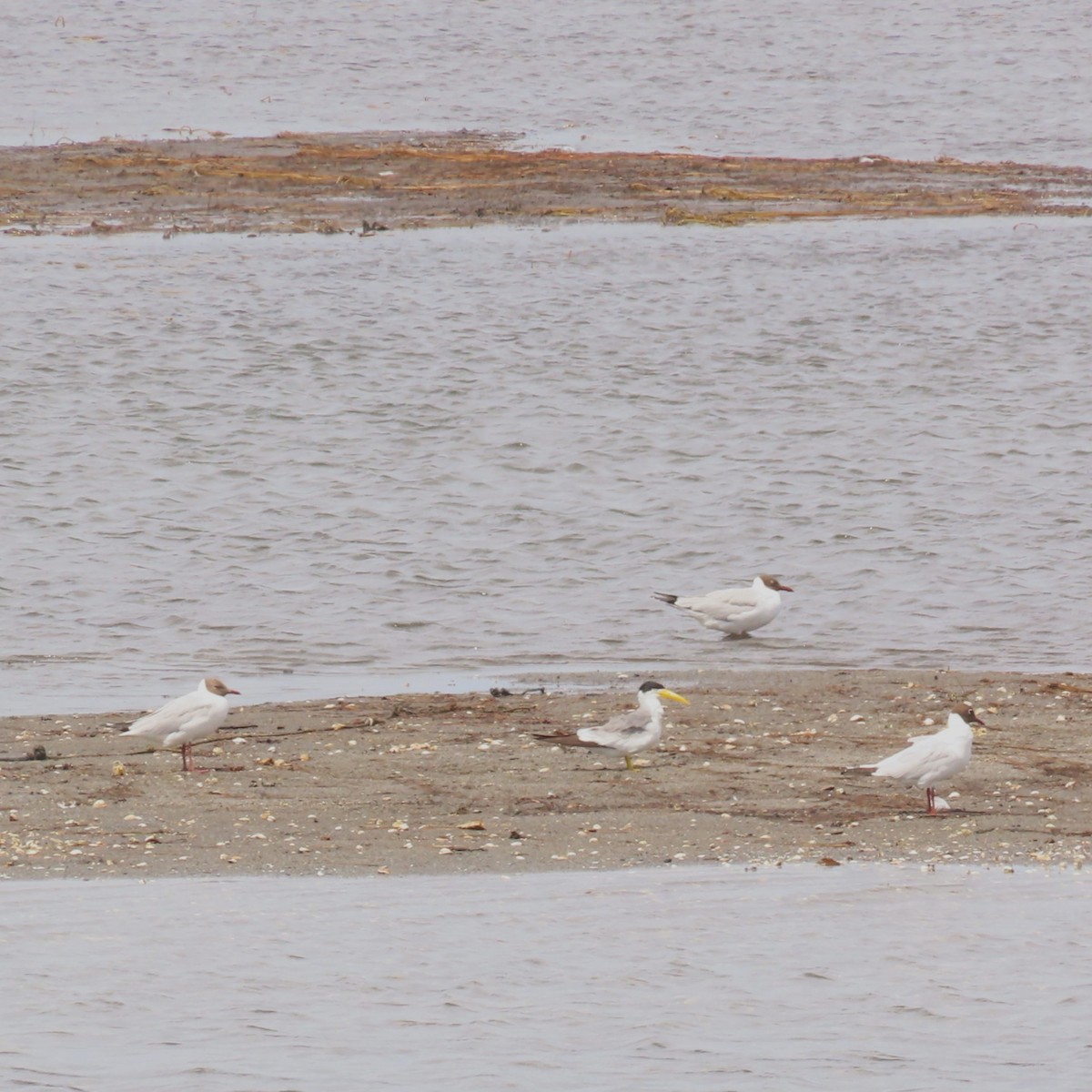 Brown-hooded Gull - ML646422768