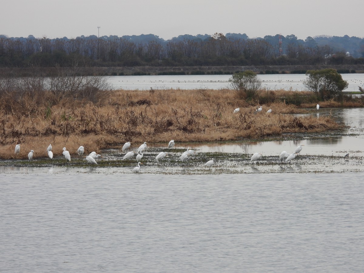 Silberreiher - ML646422769