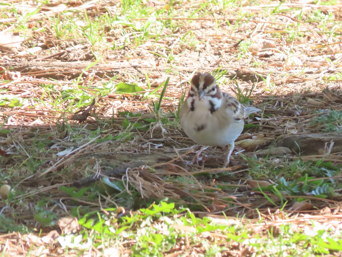 ヒバリヒメドリ - ML646422771