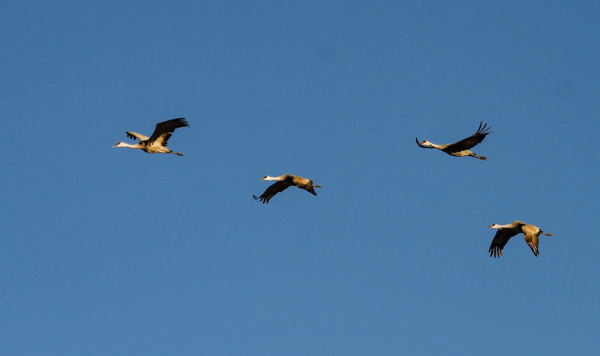 Sandhill Crane - ML646422772