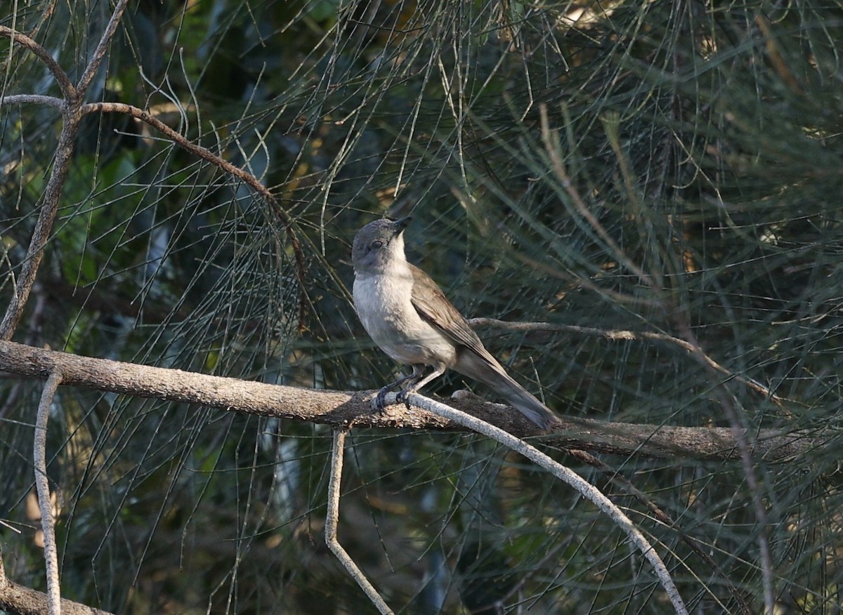 Gray Shrikethrush - ML646422773