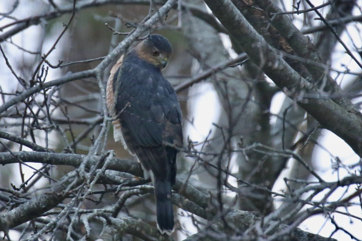 Cooper's Hawk - ML646422786