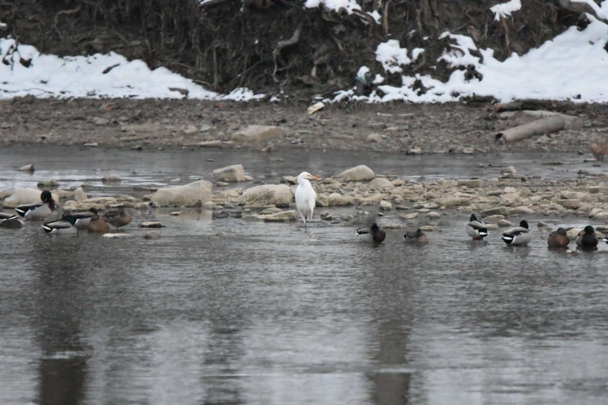 Silberreiher - ML646422789