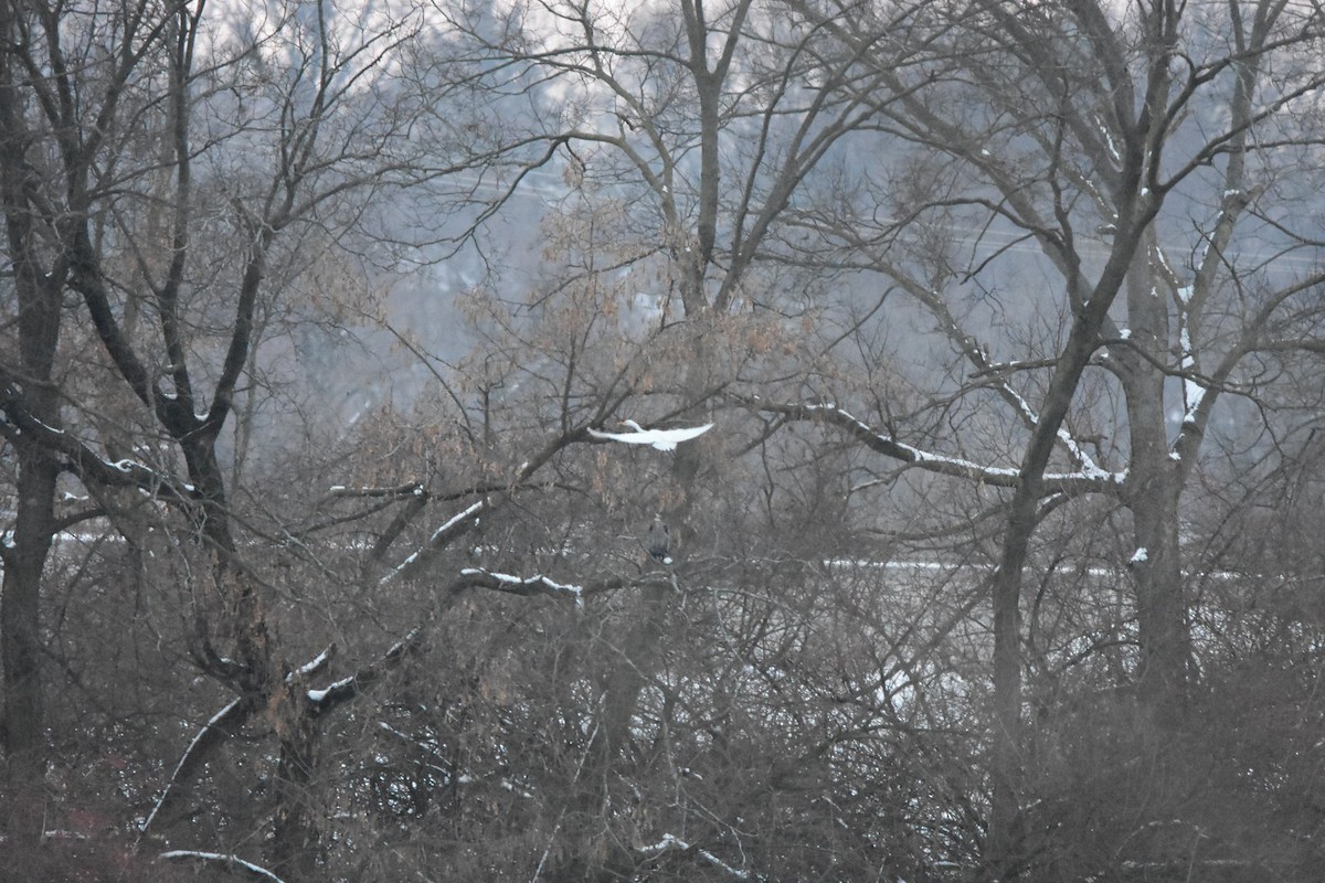 Silberreiher - ML646422790