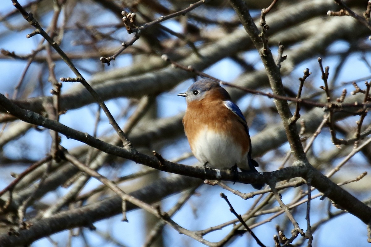 Блакитник східний - ML646422791