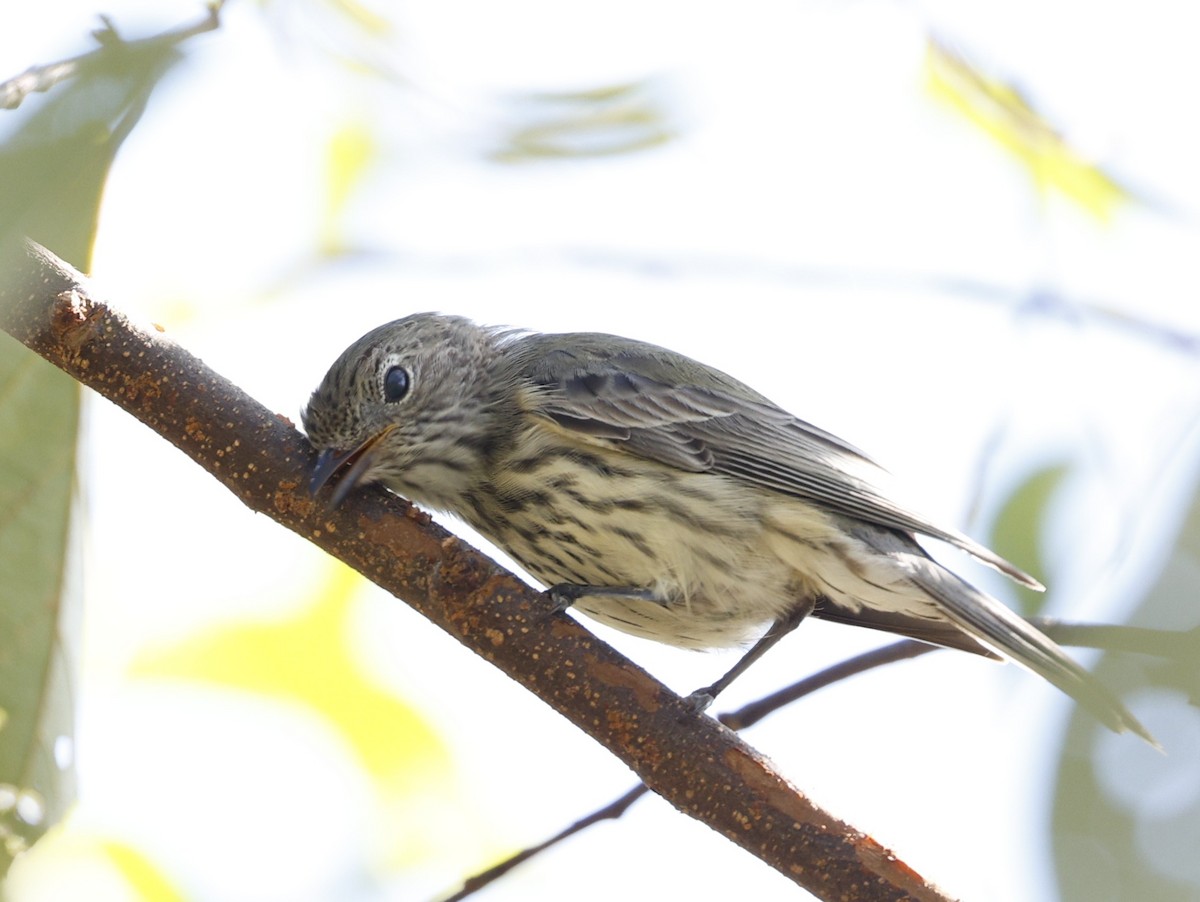 Rufous Whistler - ML646422792