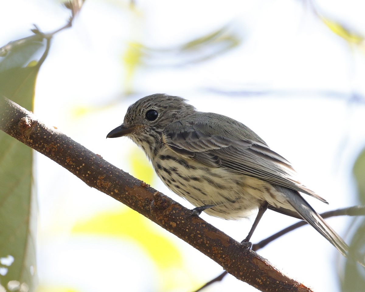 Rufous Whistler - ML646422793