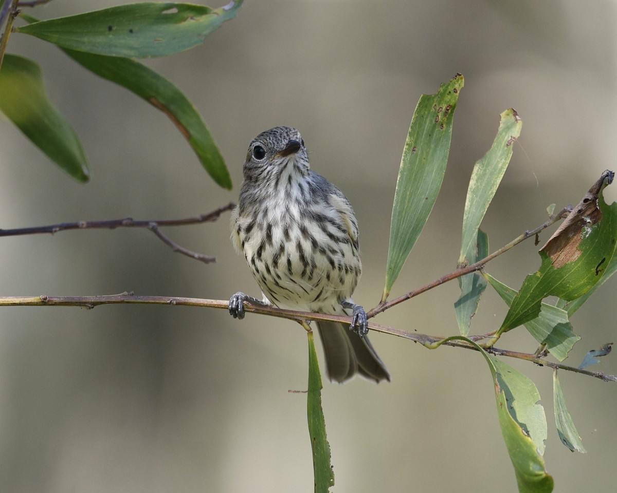 Rufous Whistler - ML646422794