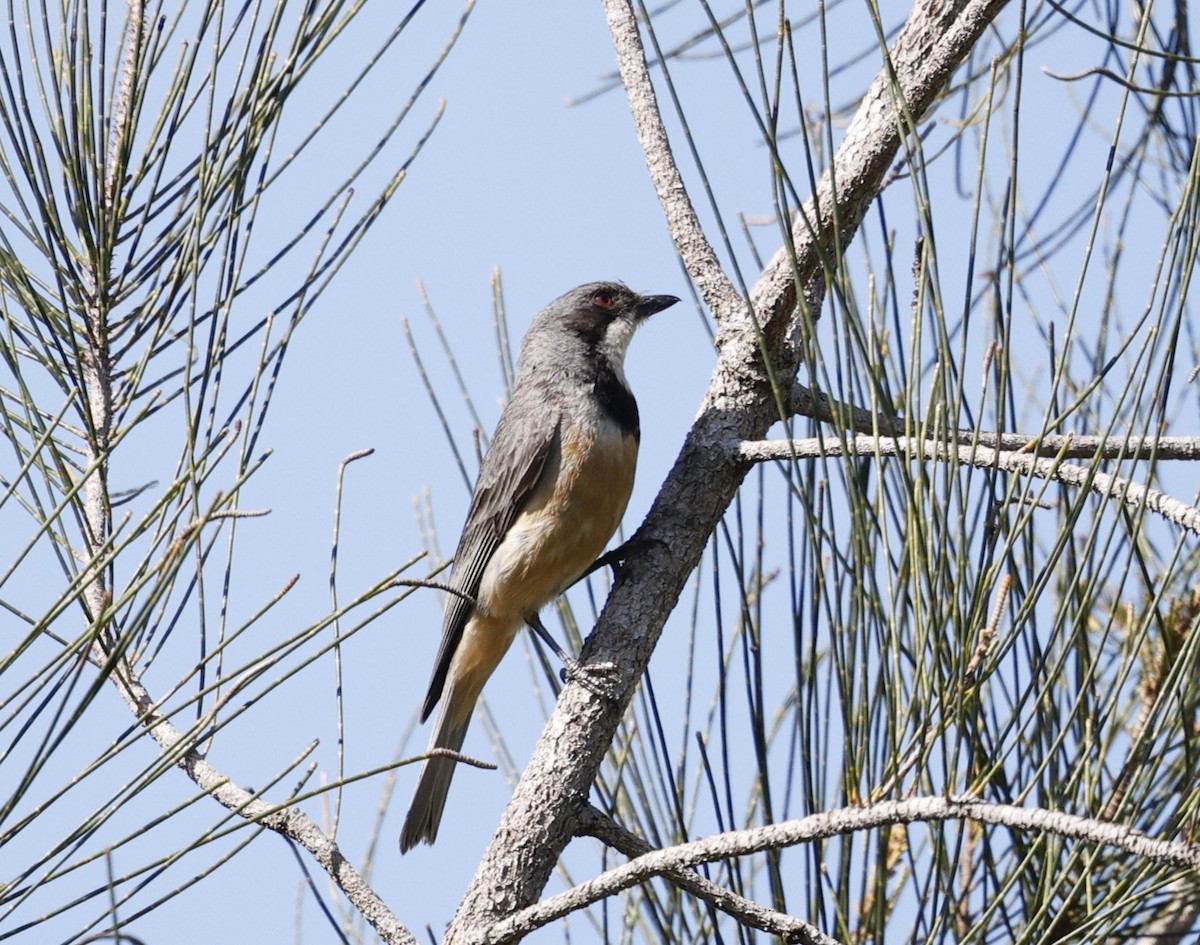 Rufous Whistler - ML646422795