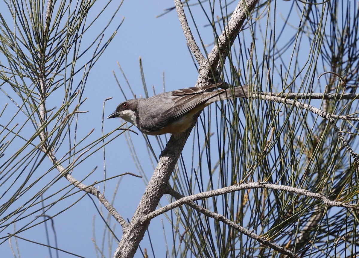 Rufous Whistler - ML646422796