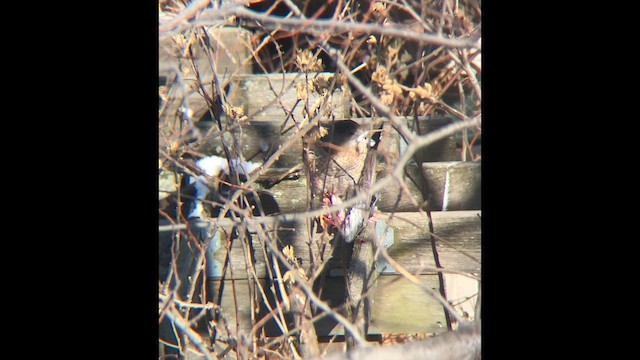 Cooper's Hawk - ML646422797