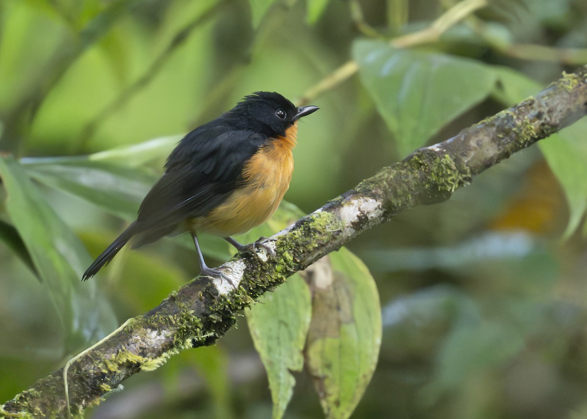 Cinnamon-chested Flycatcher - ML646422799
