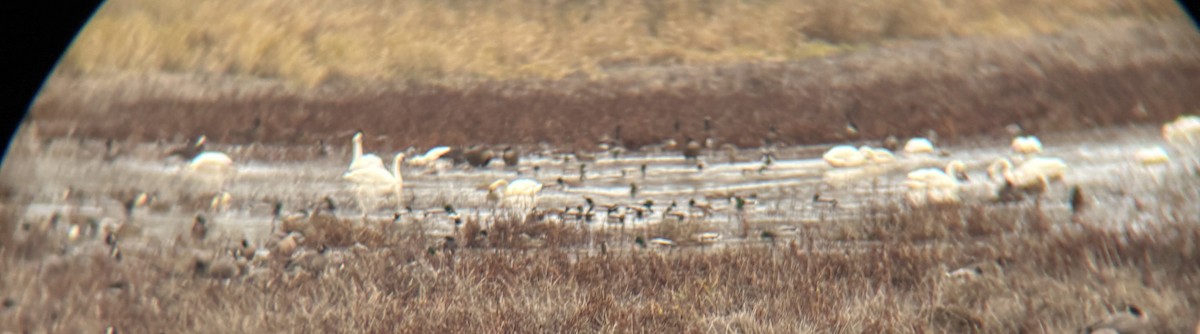 Trumpeter/Tundra Swan - ML646422800