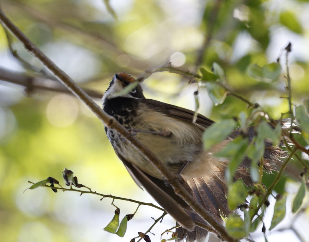 Australian Rufous Fantail - ML646422801