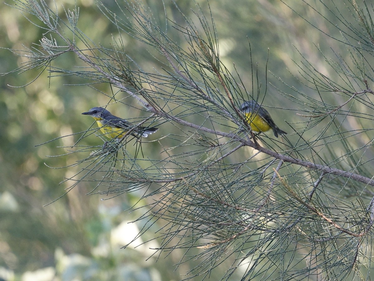 Eastern Yellow Robin - ML646422807
