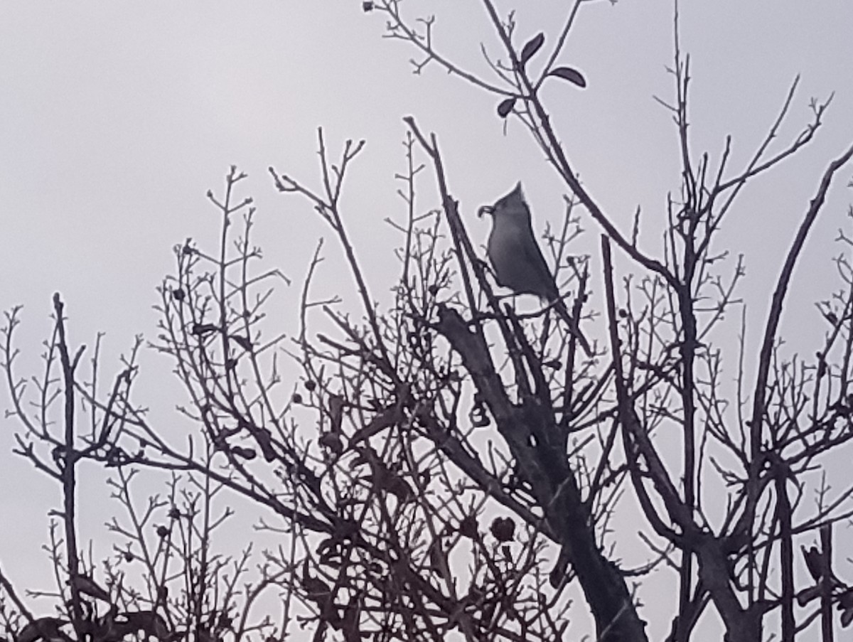 Tufted x Black-crested Titmouse (hybrid) - ML646422809