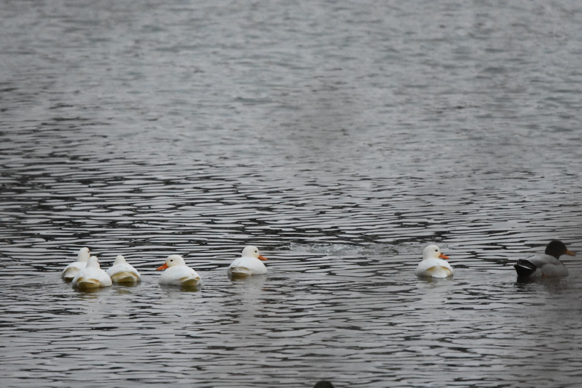 Mallard (Domestic type) - ML646422812