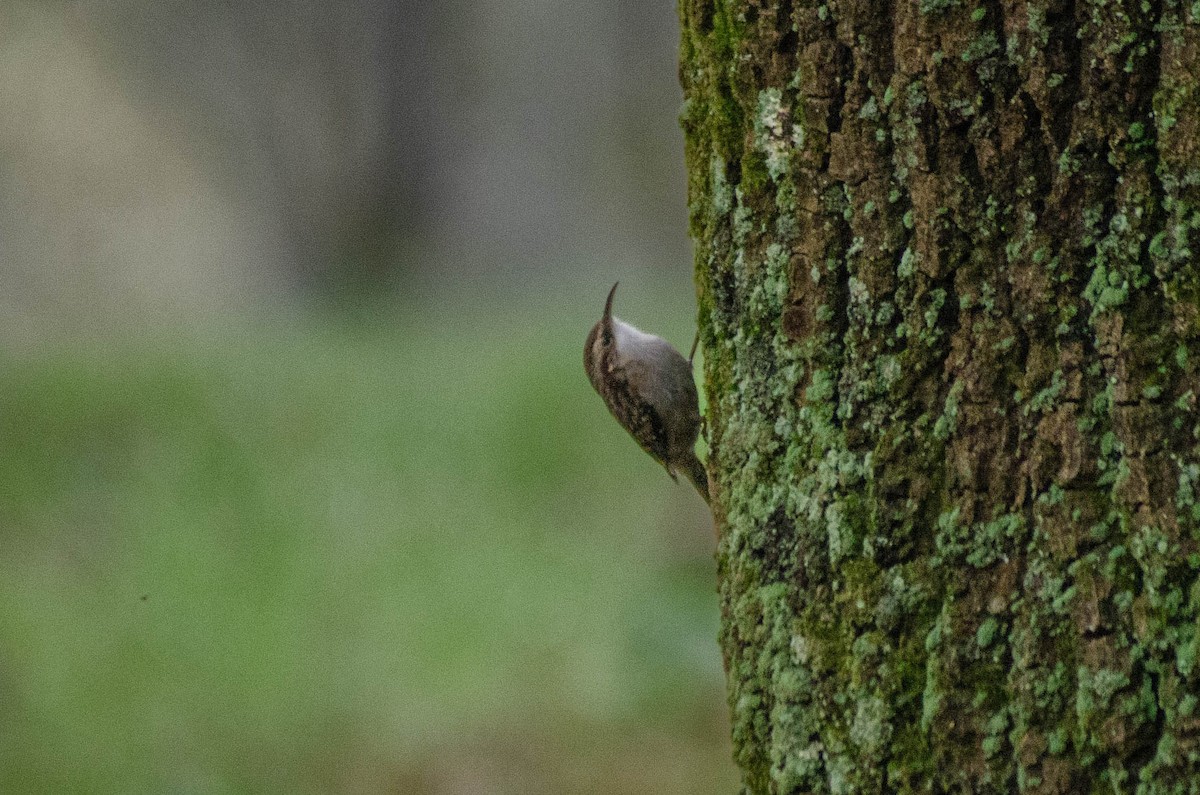Short-toed Treecreeper - ML646422817