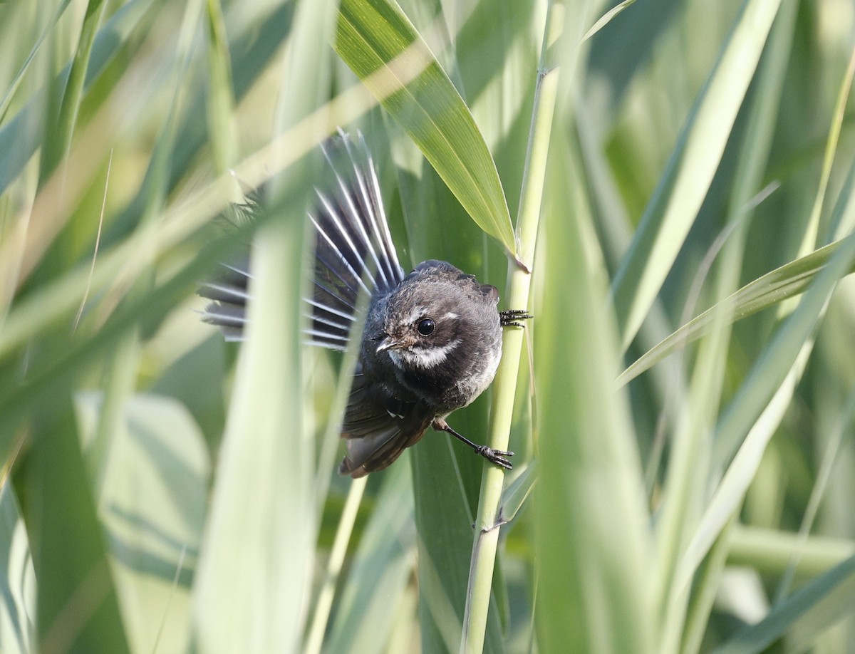 Gray Fantail - ML646422818