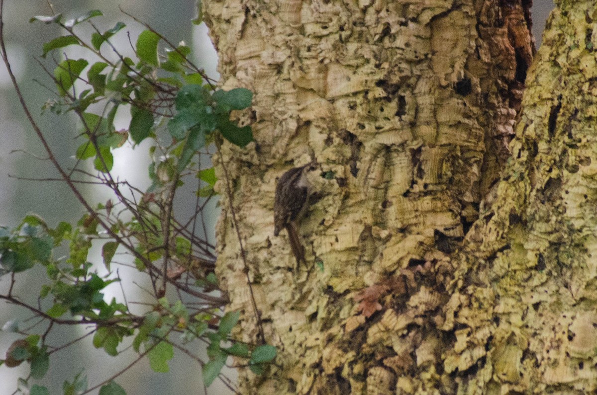 Short-toed Treecreeper - ML646422821