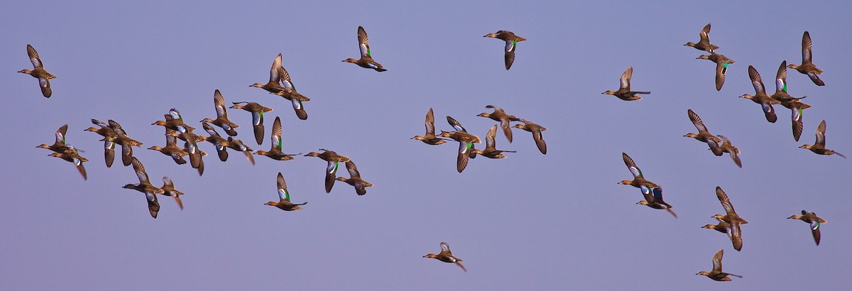 Cinnamon Teal - ML646422830