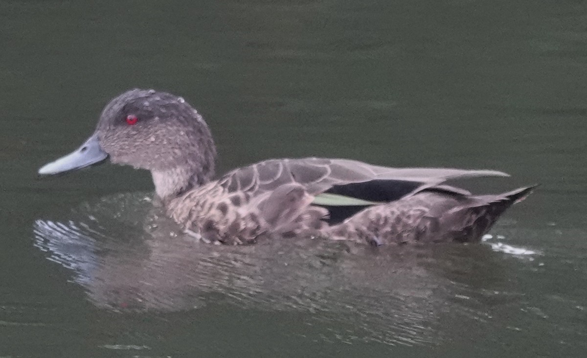 Kızıl Çamurcun - ML646422832