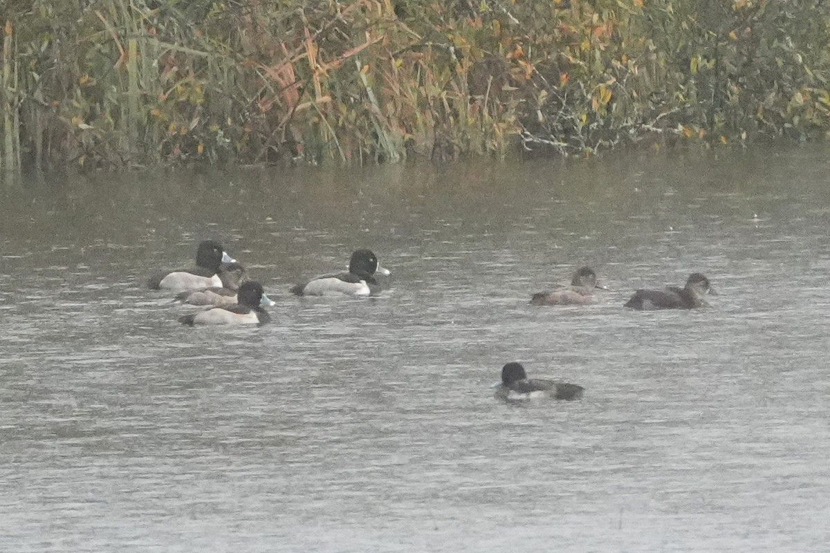 環頸潛鴨 - ML646422834