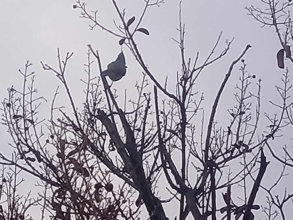 Tufted x Black-crested Titmouse (hybrid) - ML646422841