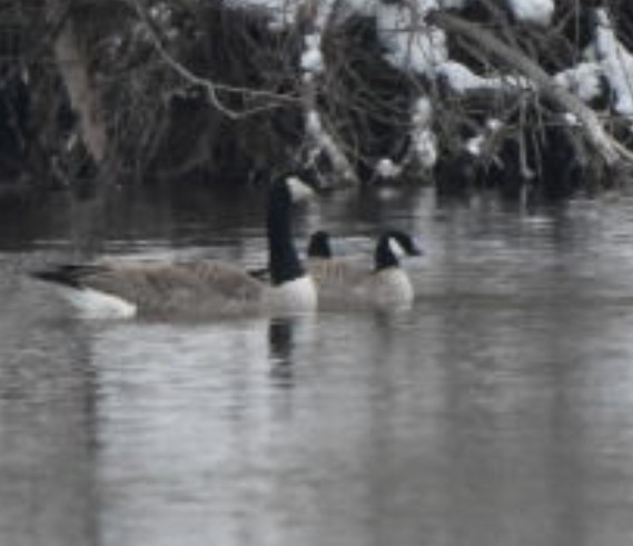 Cackling Goose - ML646422843