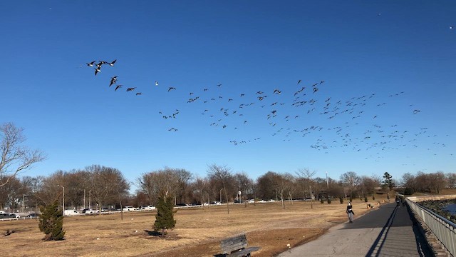 Oca colombaccio - ML646422844