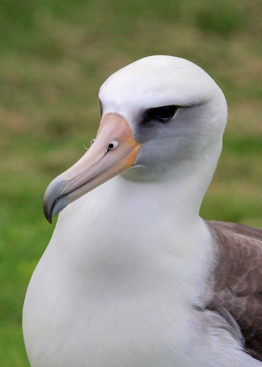 Laysan Albatross - ML646422845