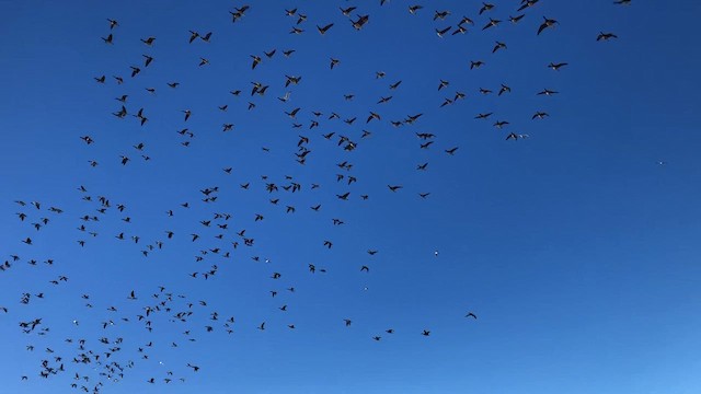 Oca colombaccio - ML646422846