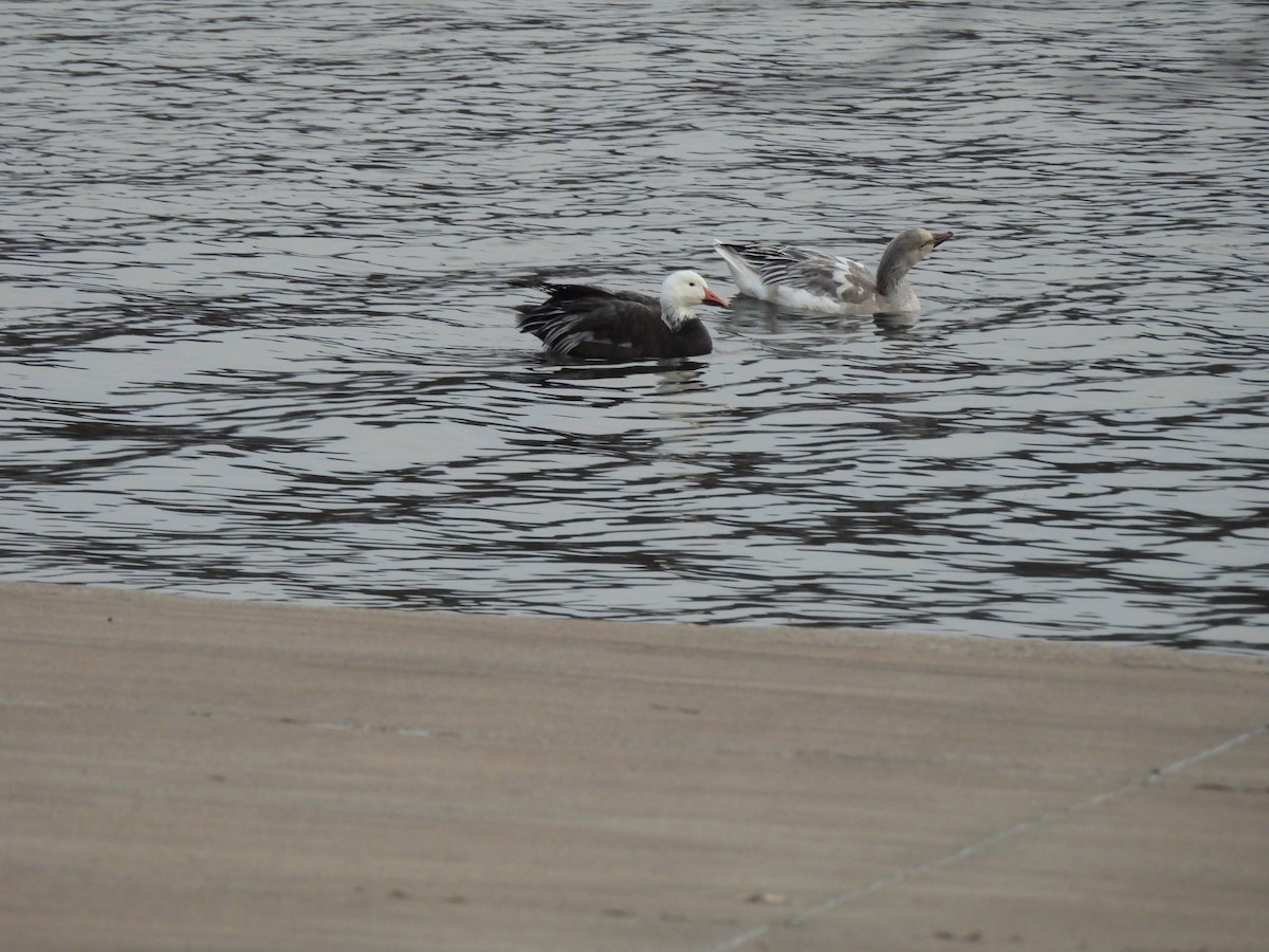 Snow Goose - ML646422848