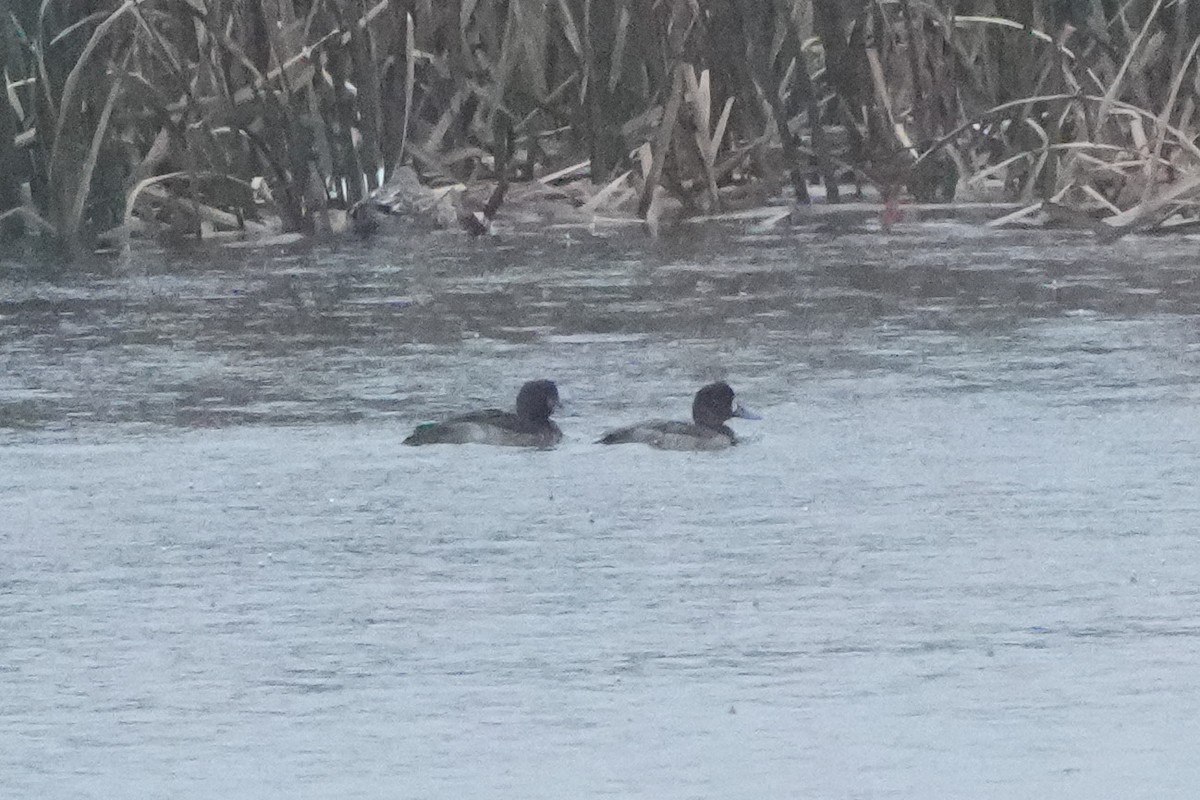 潛鴨屬 - ML646422849