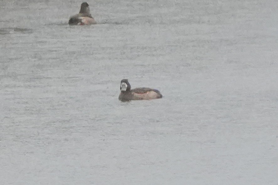 潛鴨屬 - ML646422850