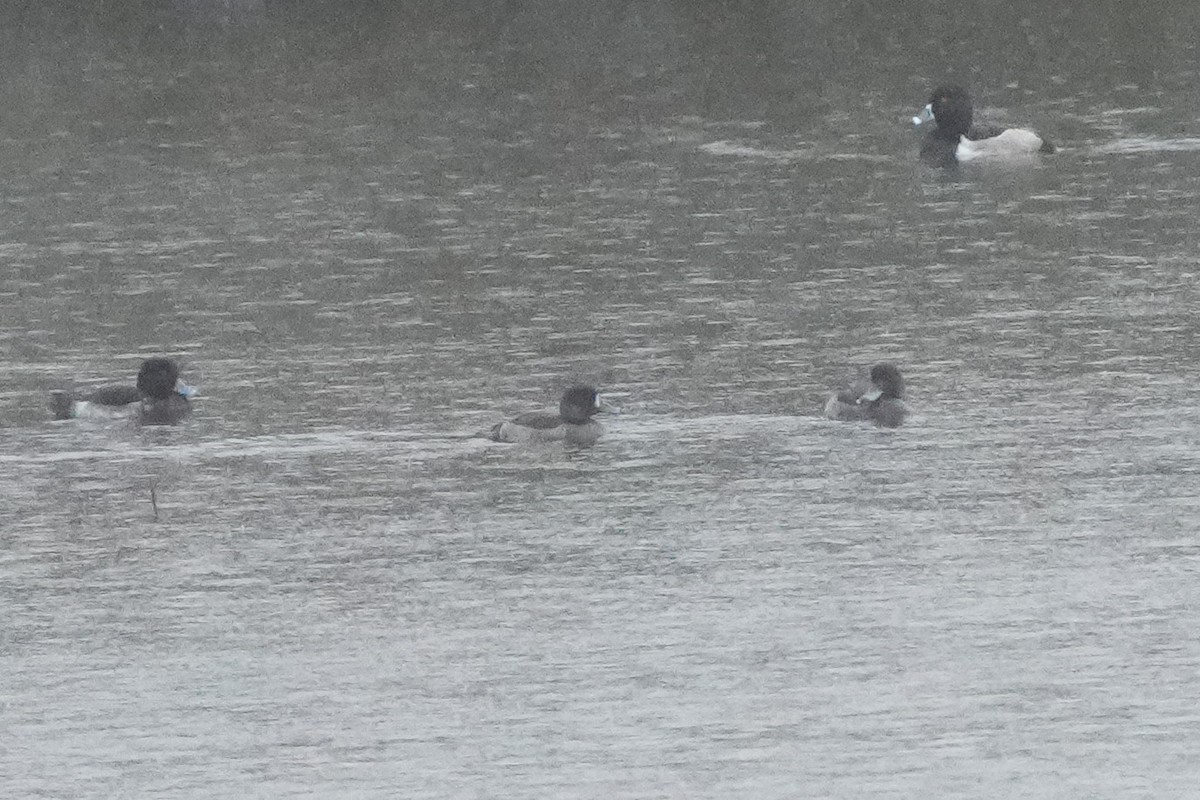 潛鴨屬 - ML646422851