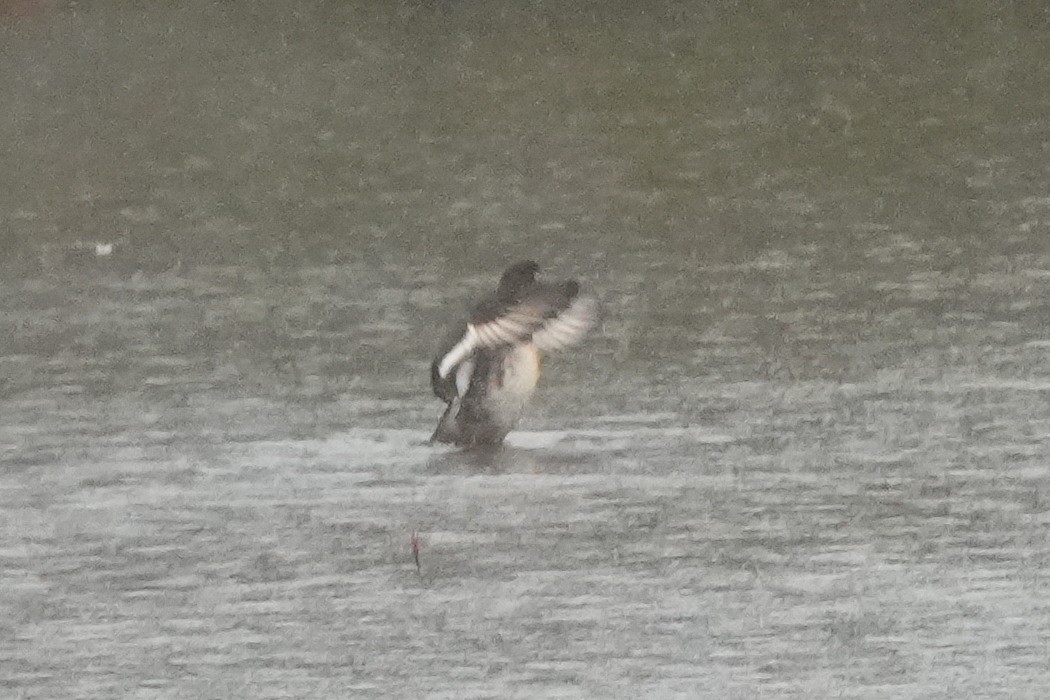 潛鴨屬 - ML646422852