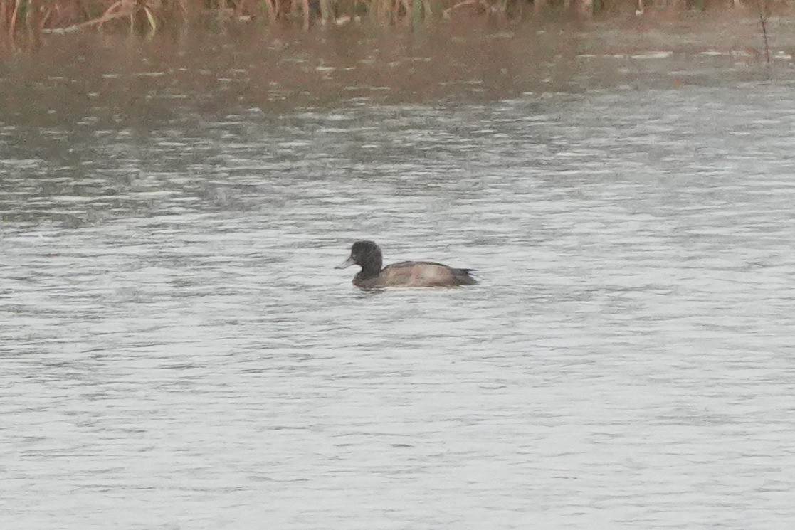 潛鴨屬 - ML646422853