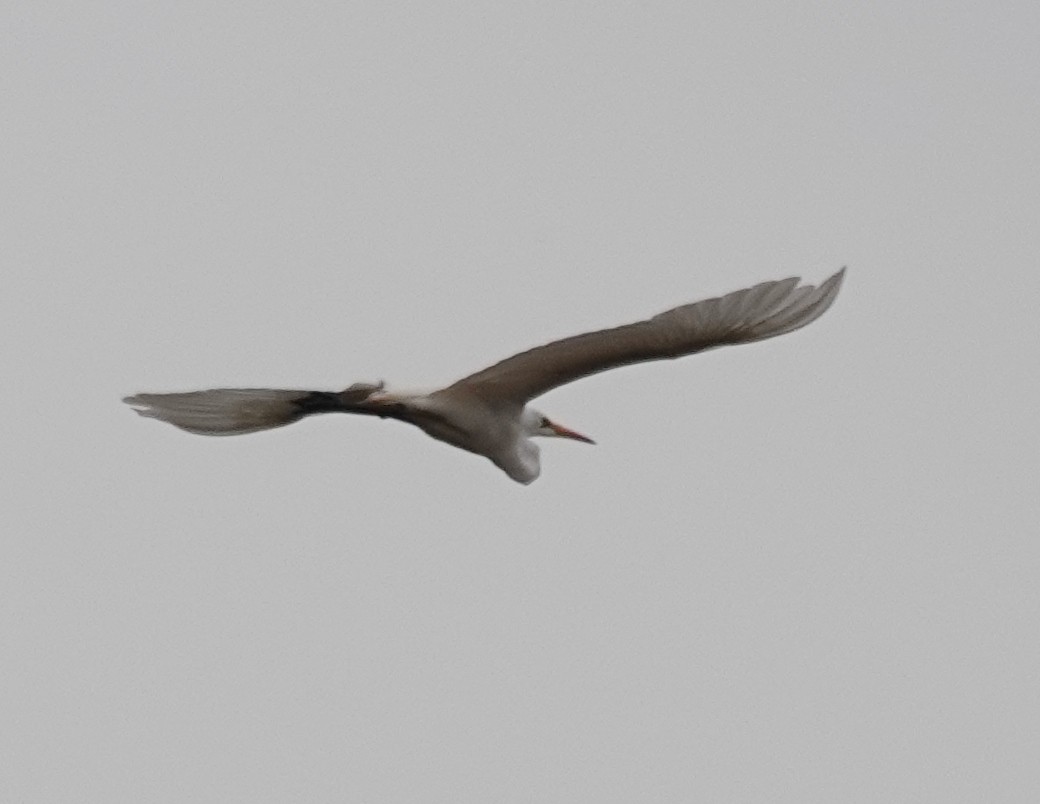 Garceta Grande (australiana) - ML646422854