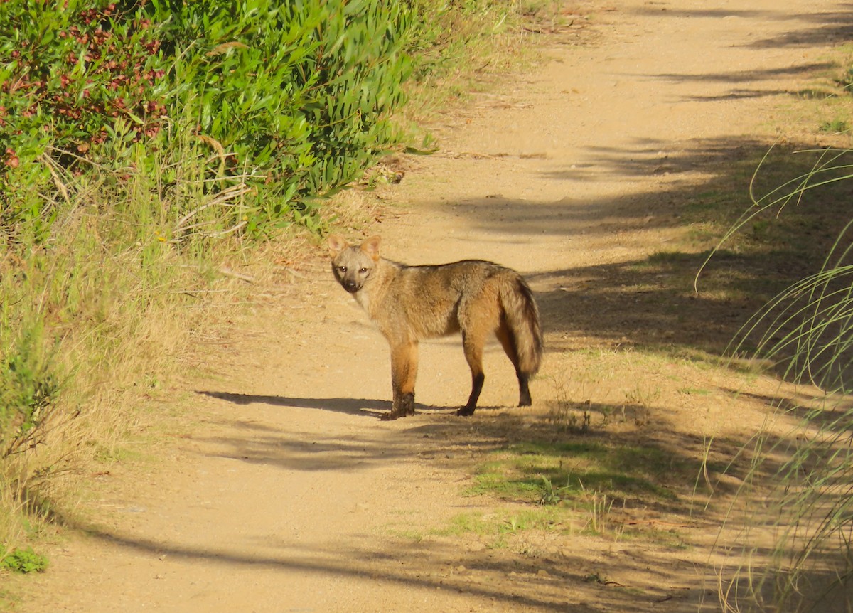 Animali - ML646422855