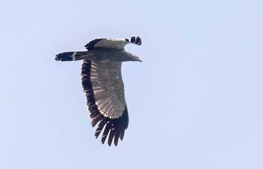 African Harrier-Hawk - ML646422856
