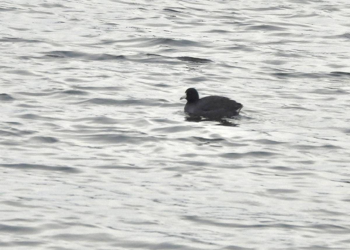 American Coot - ML646422866